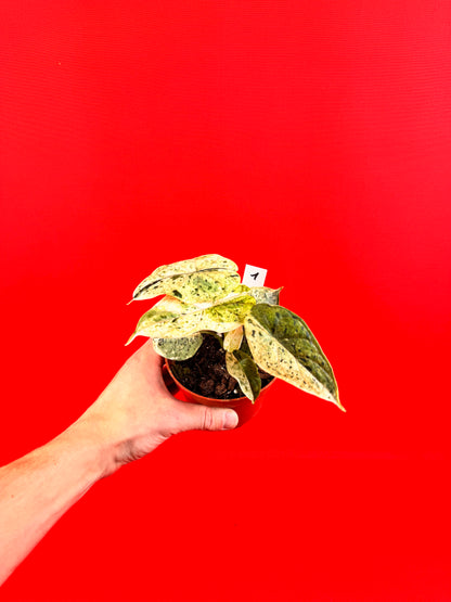 Alocasia Dragon Scale MINT