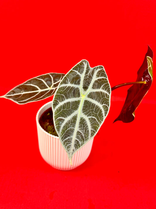 Alocasia wataonia ‘Big Form’ - LUplnts
