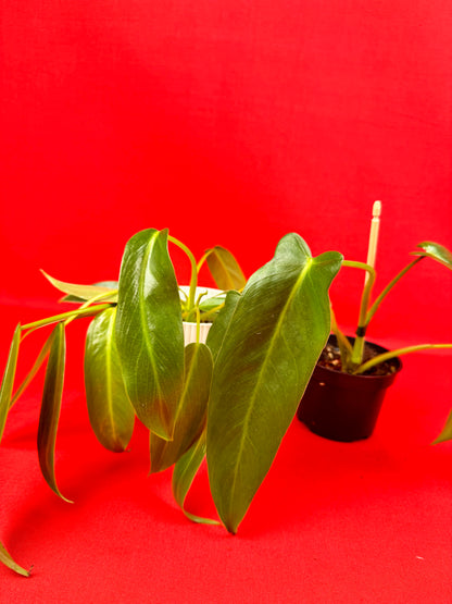Philodendron Spiritus-Sancti - LUplnts