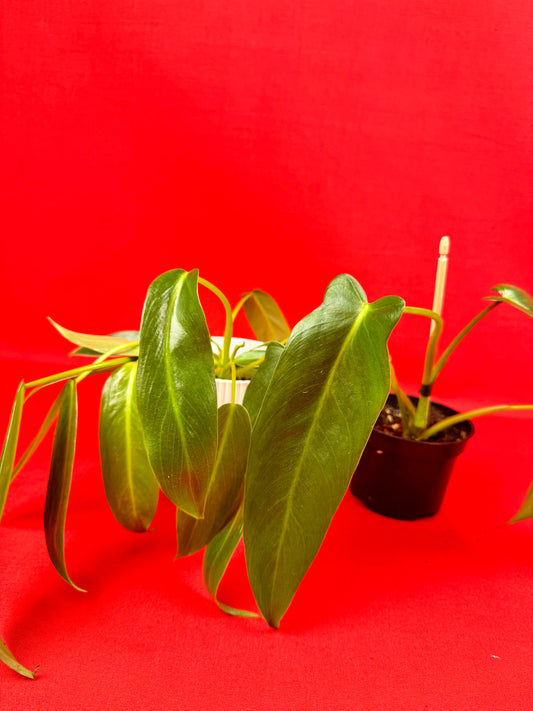 Philodendron Spiritus-Sancti - LUplnts