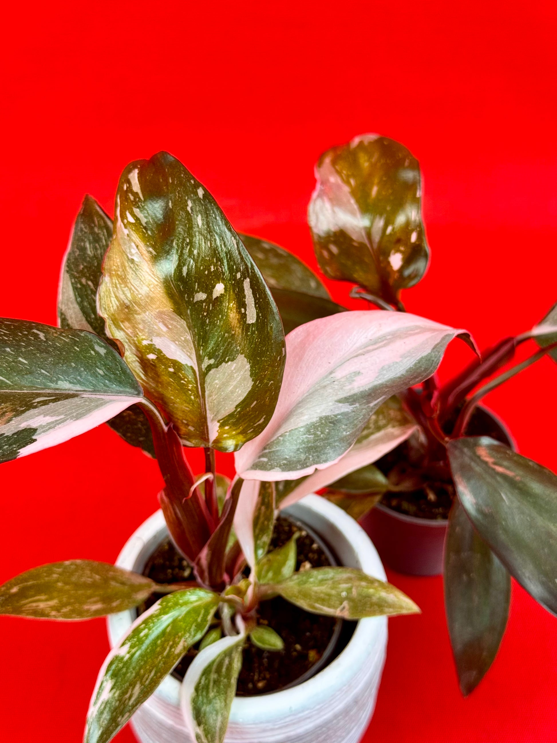 philodendron anderson's red Philodendron Red Anderson (s)