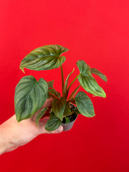 Philodendron Plowmanii (s) - LUplnts
