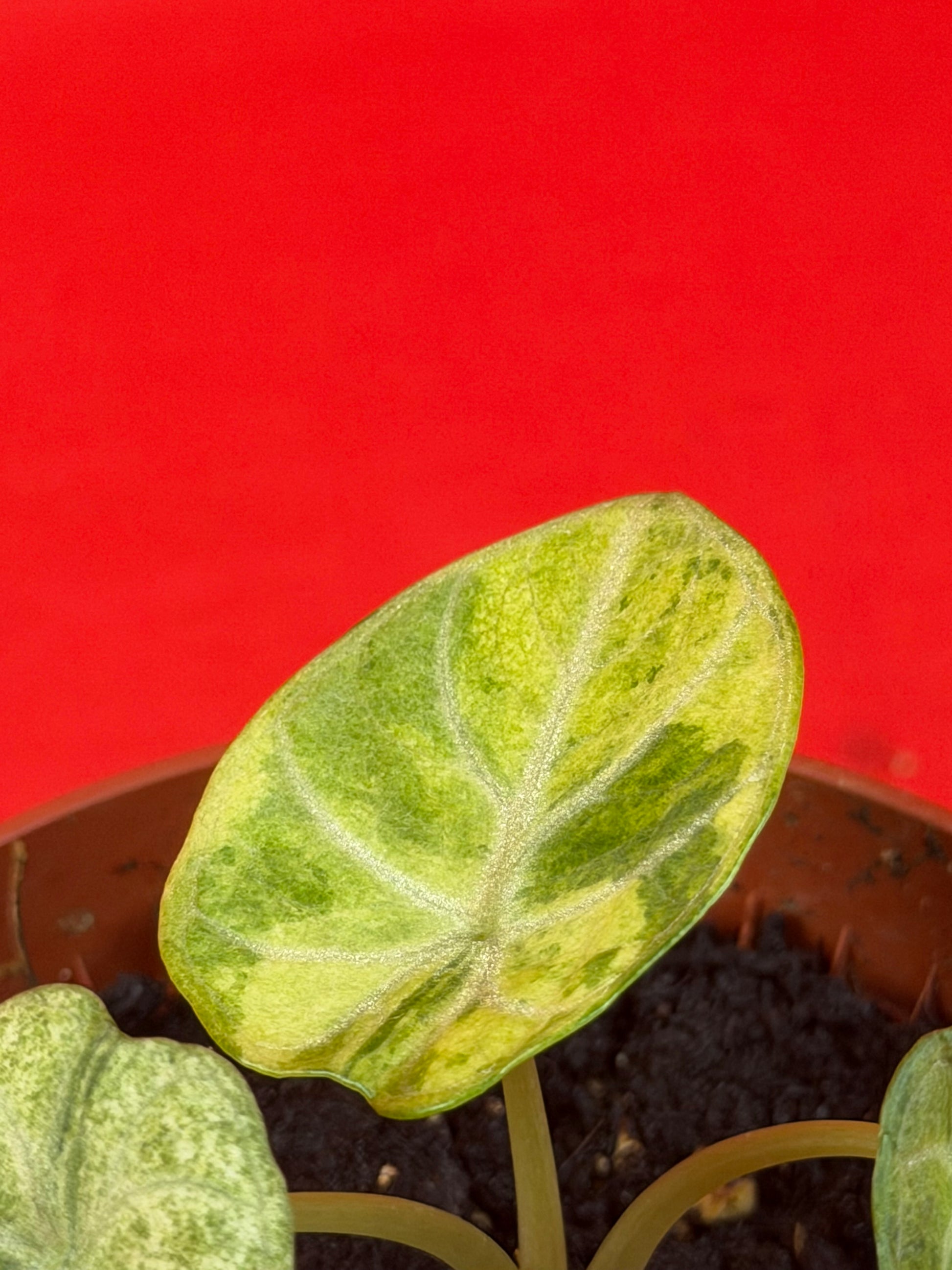 Alocasia Ninja Aurea Variegata - LUplnts