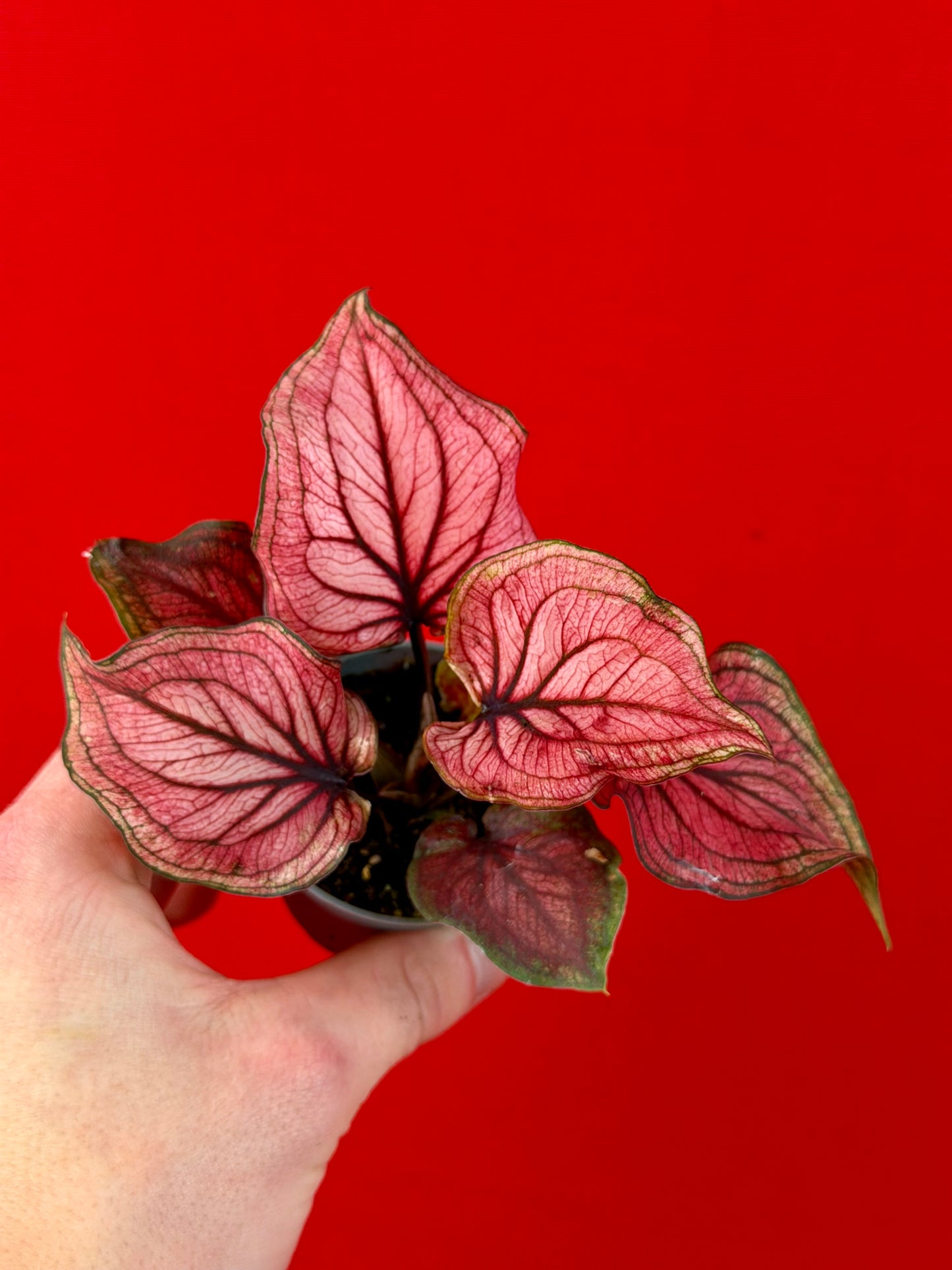 Ensemble de Caladium