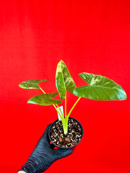 Alocasia Macrorrhiza Variegata