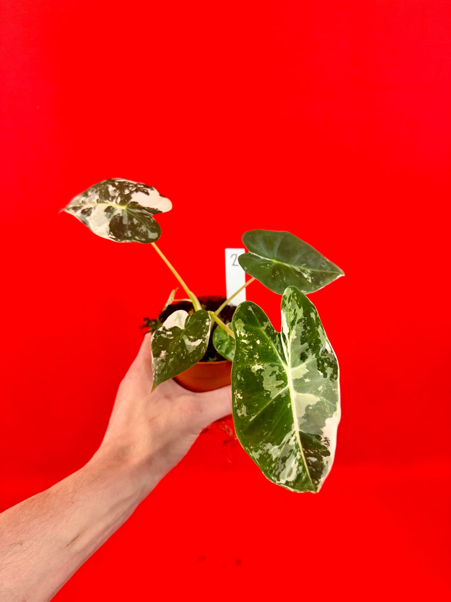 Alocasia micholitziana Frydek Variegata - LUplnts