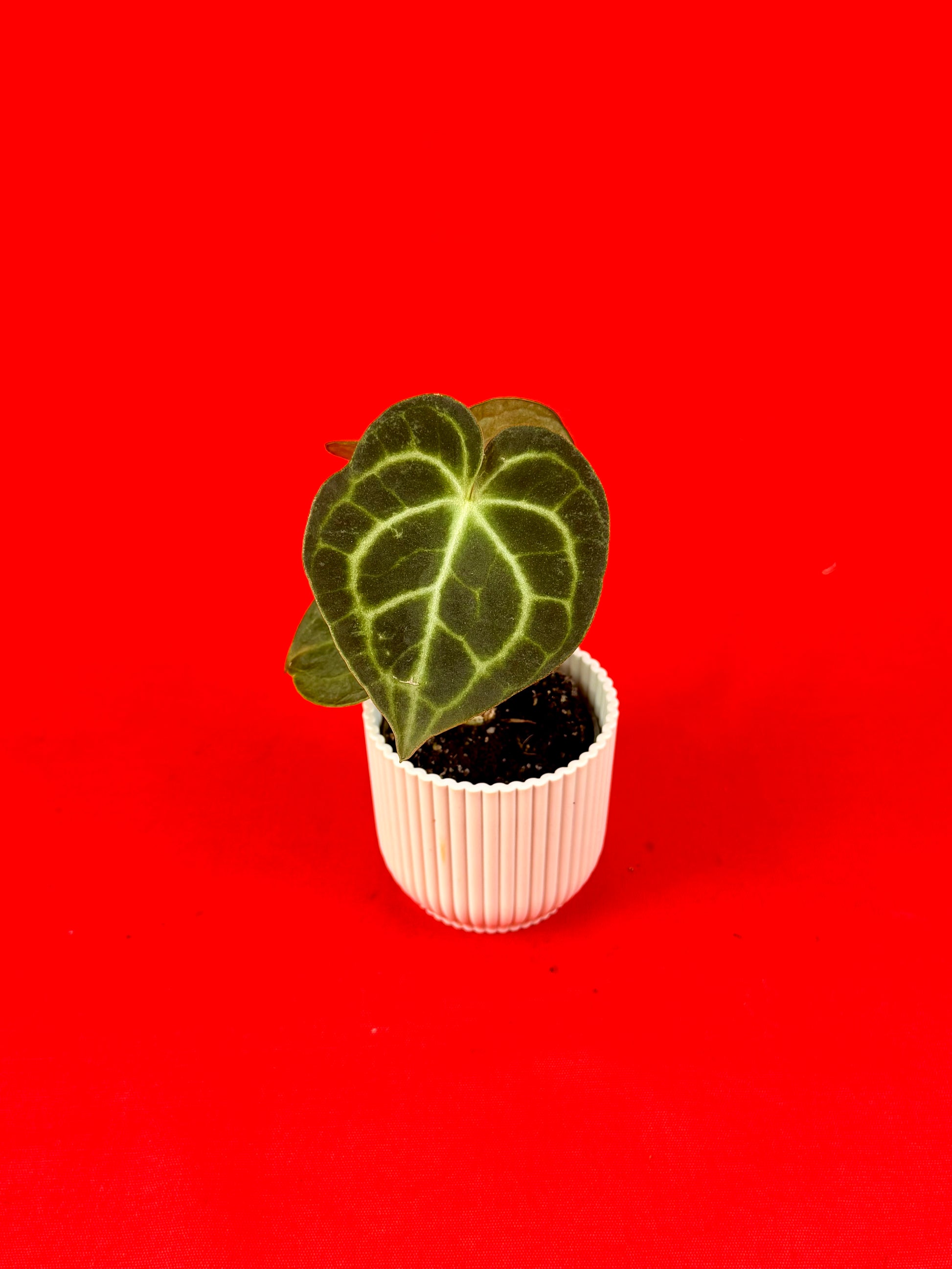 Anthurium Clarinervium (s) - LUplnts