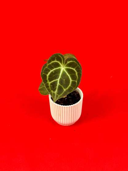 Anthurium Clarinervium (s) - LUplnts