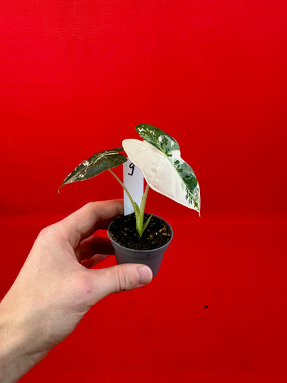 Alocasia micholitziana 'Frydek Variegata' (s) - LUplnts