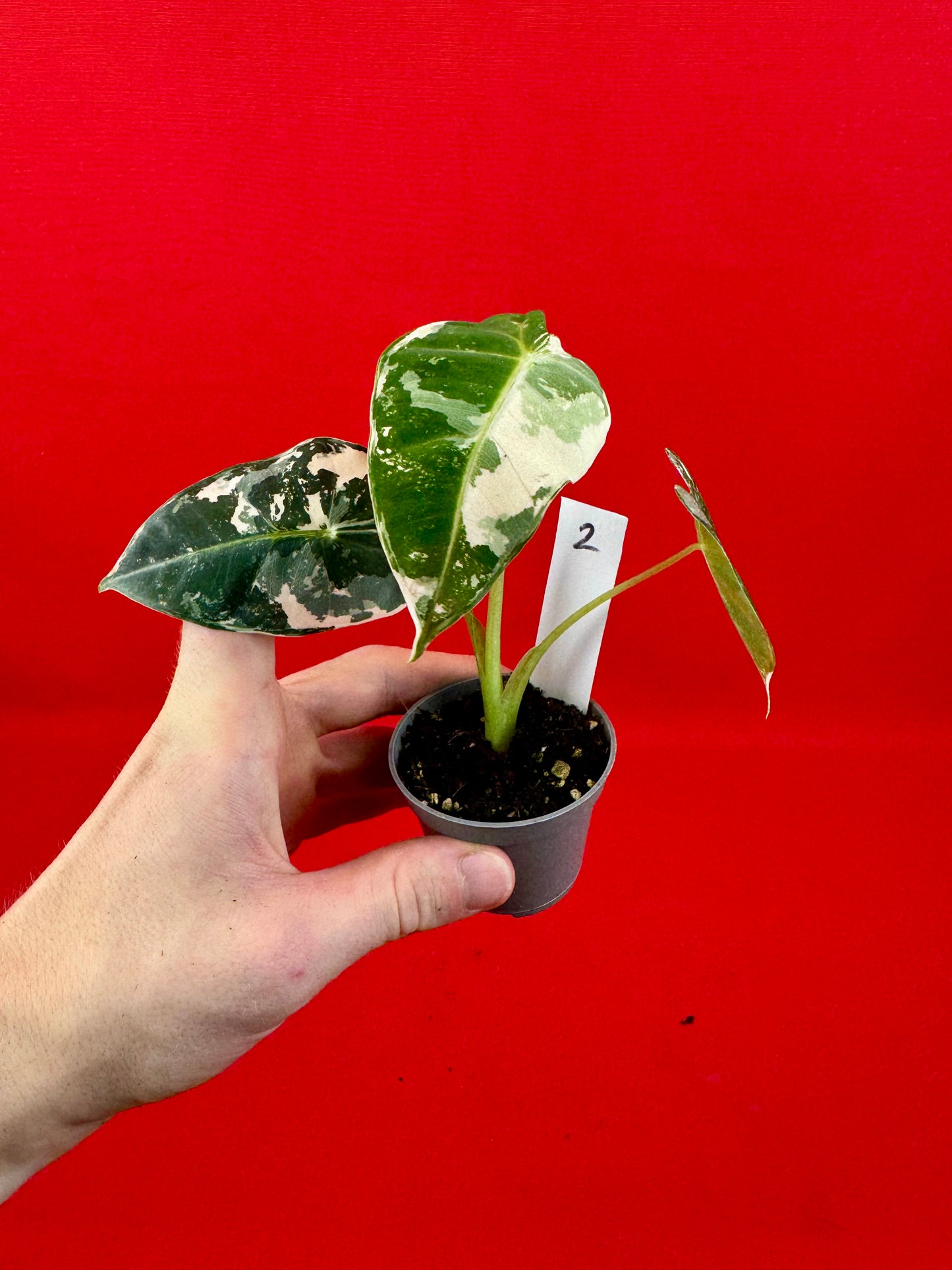 Alocasia micholitziana 'Frydek Variegata' (s) - LUplnts