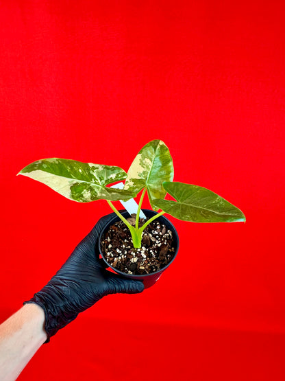 Alocasia Macrorrhiza Variegata