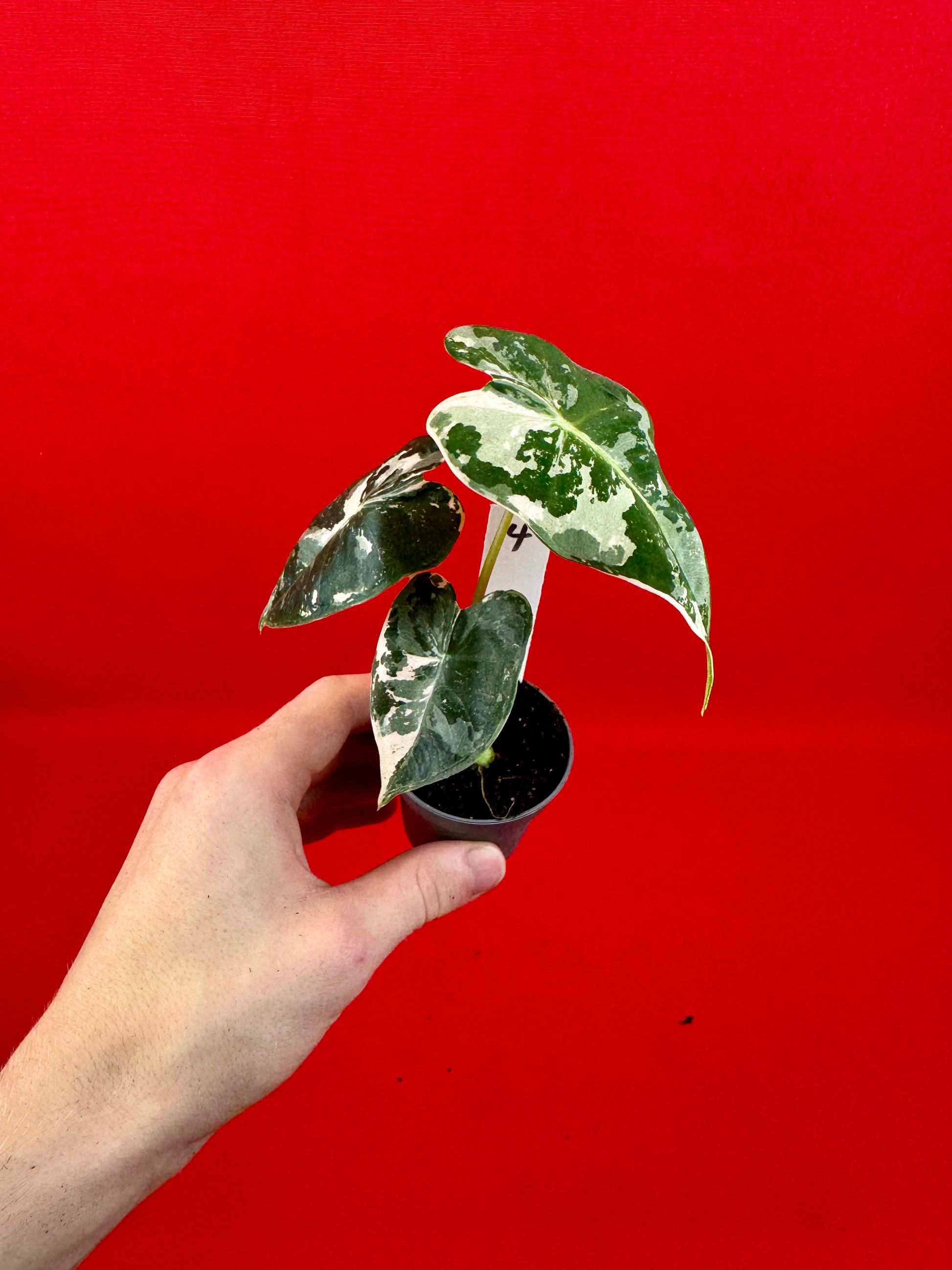 Alocasia micholitziana 'Frydek Variegata' (s) - LUplnts