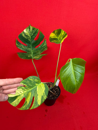 Monstera Deliciosa Aurea - LUplnts