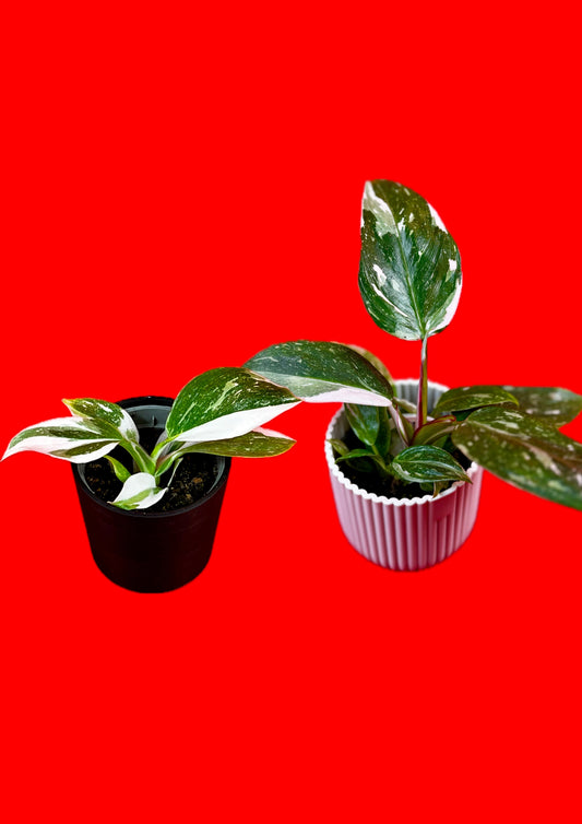 Philodendron (s) Bundle - LUplnts
