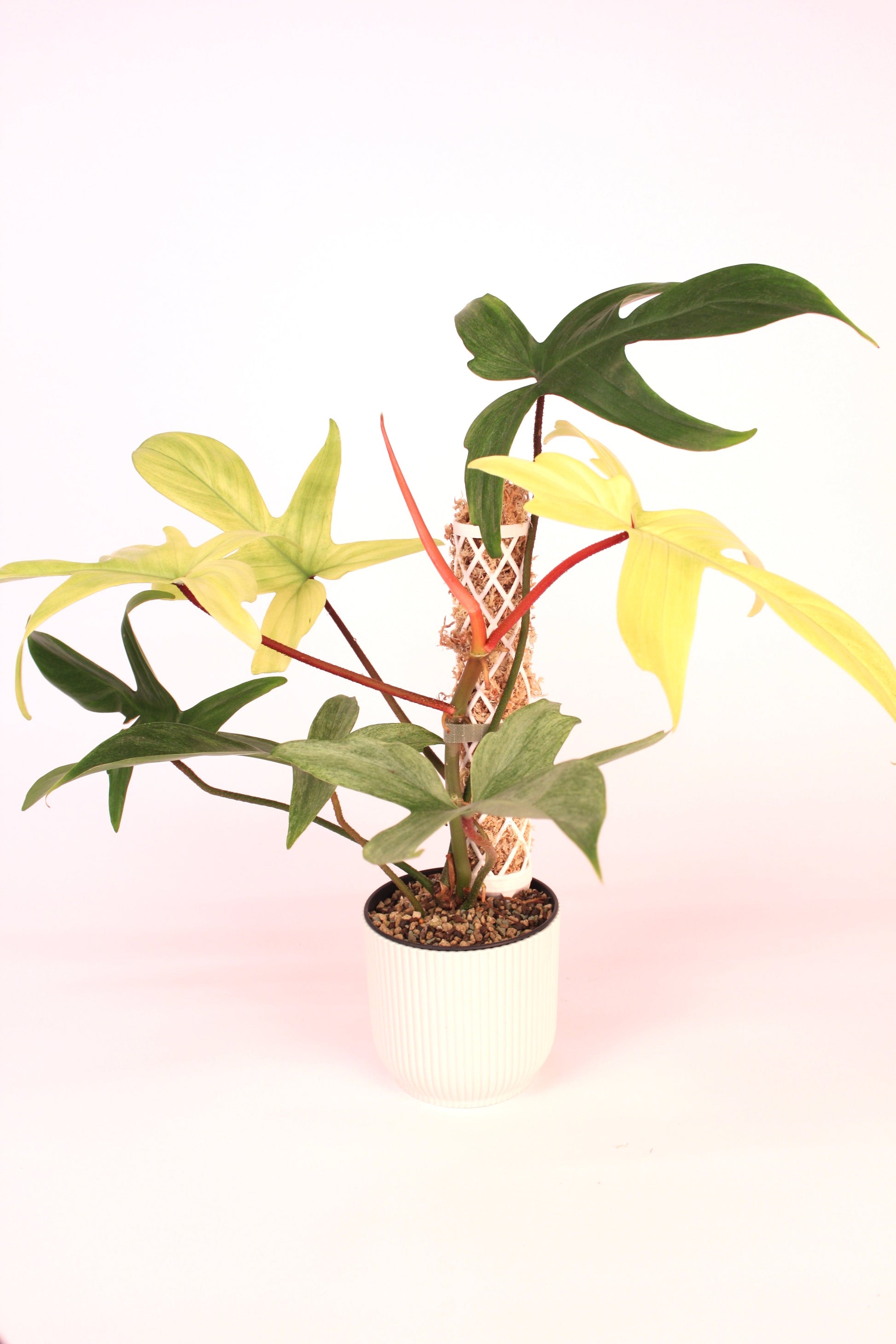 Extendable Moss Pole x Spagmoss (Bundle) - LUplnts