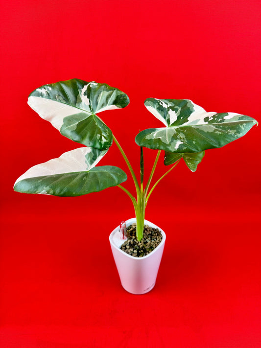 Alocasia Macrorrhiza Variegata