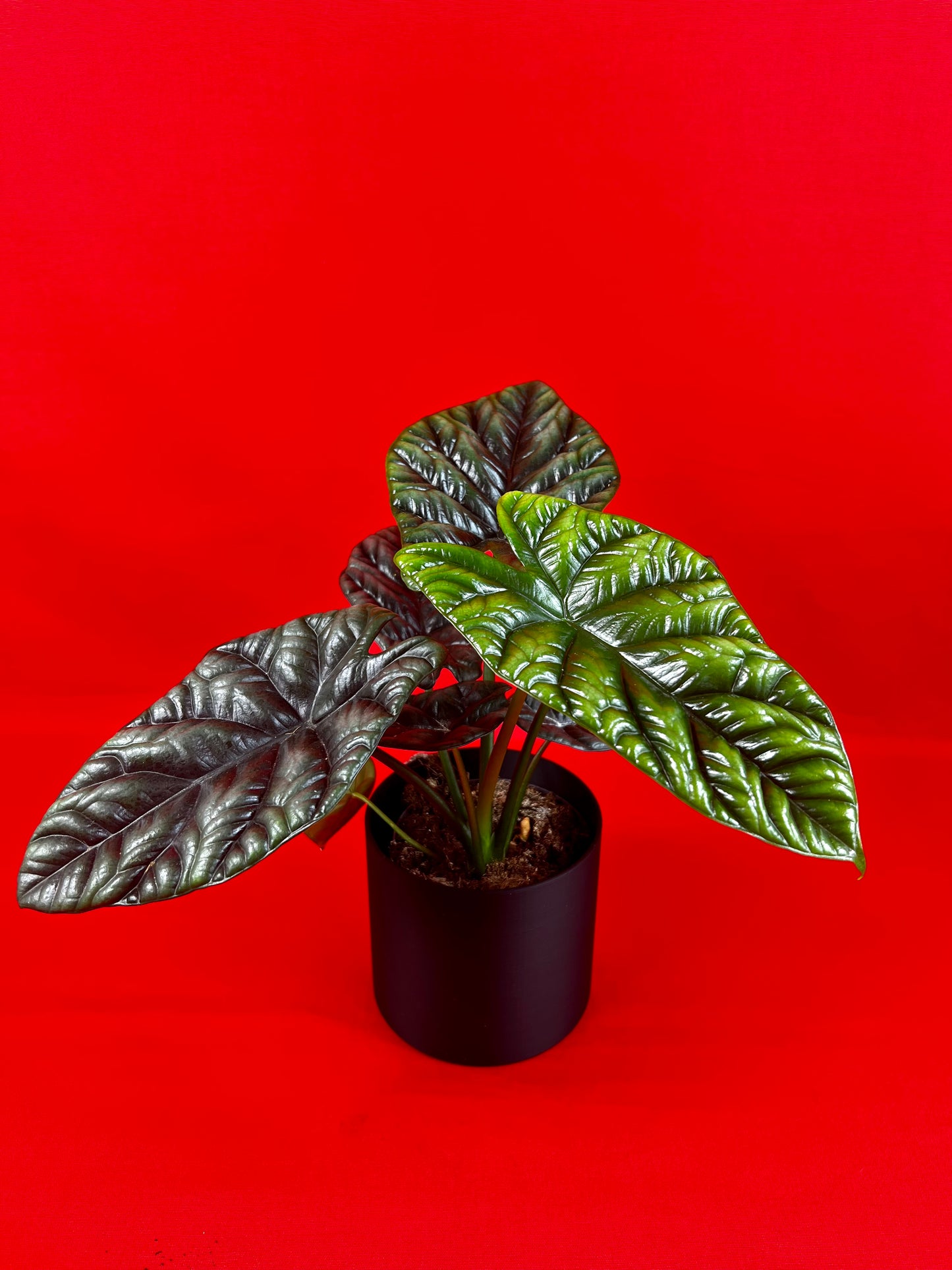 Alocasia Sinuata - LUplnts