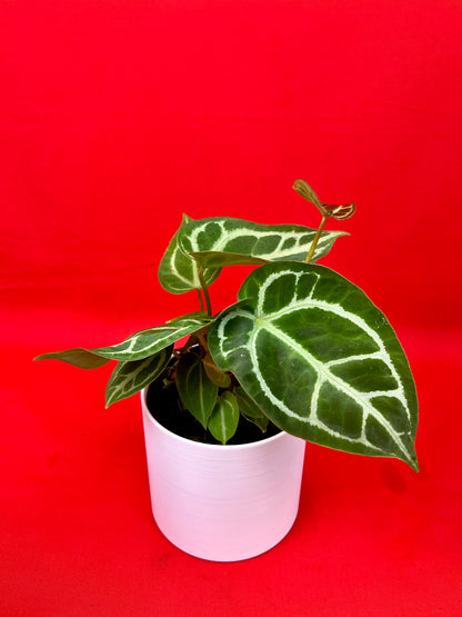 Anthurium crystallinum - LUplnts