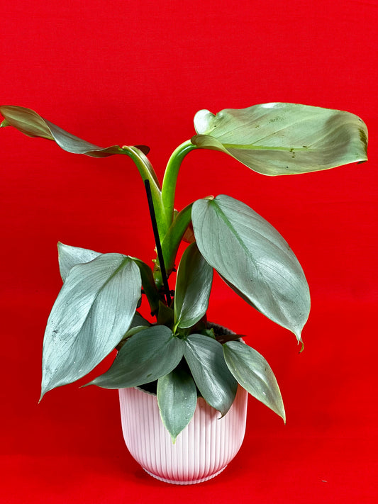 Philodendron Hastatum 'Silver Sword' - LUplnts
