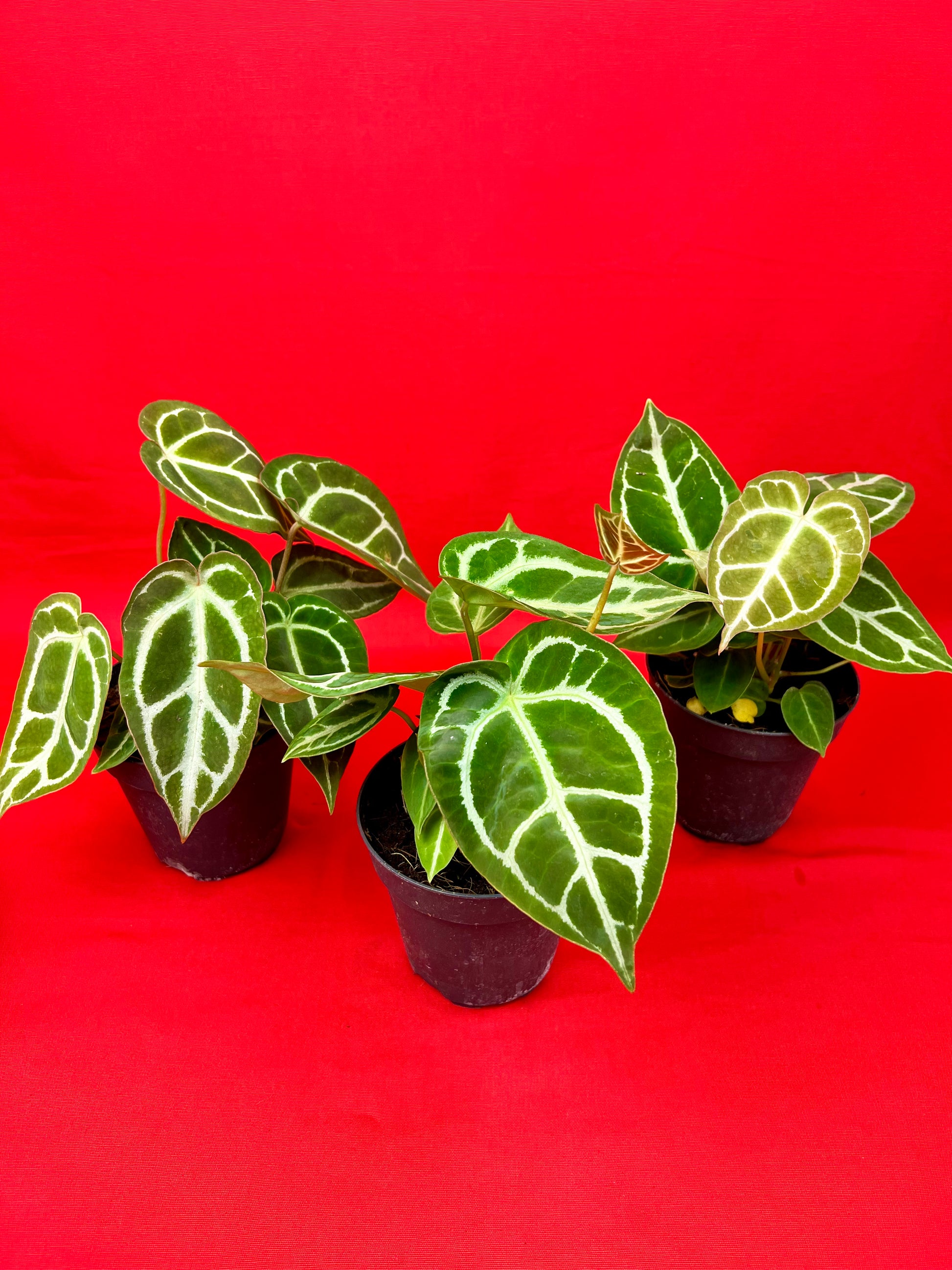 Anthurium crystallinum - LUplnts