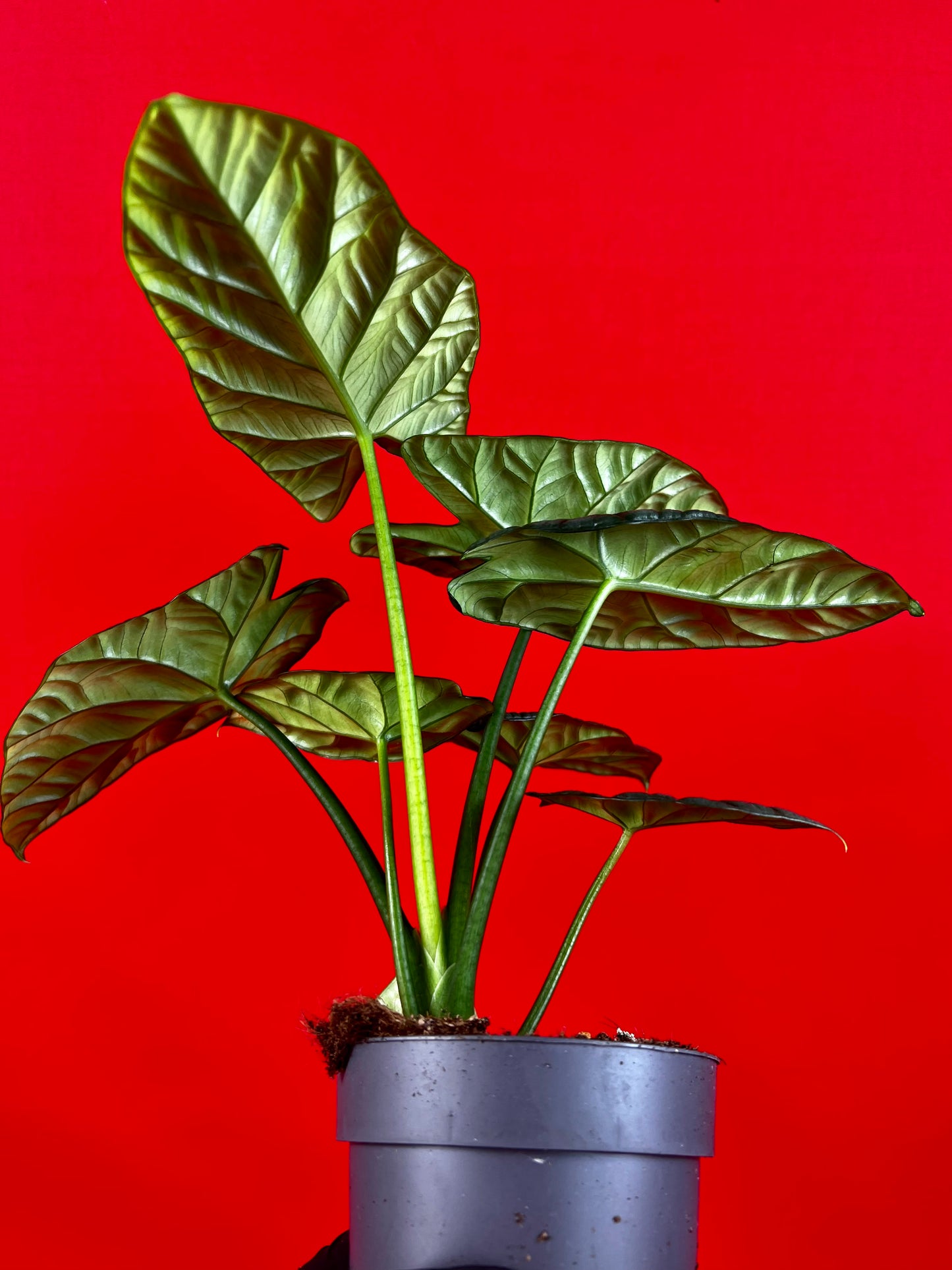 Alocasia Sinuata - LUplnts