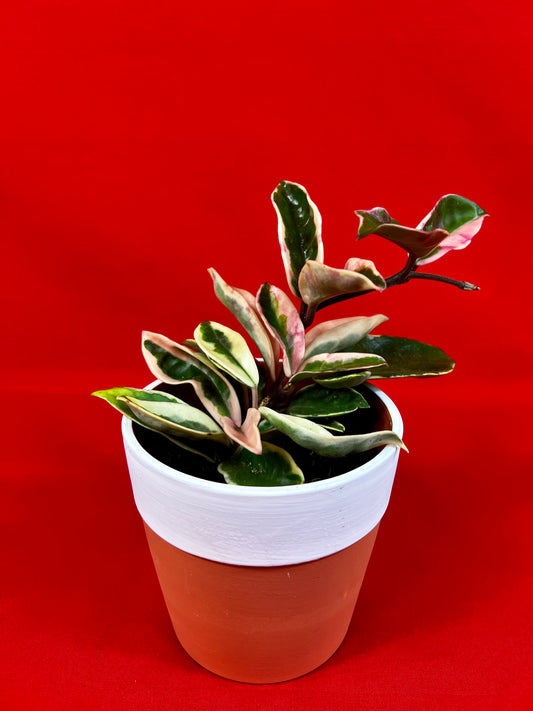 Hoya carnosa Albomarginata - LUplnts