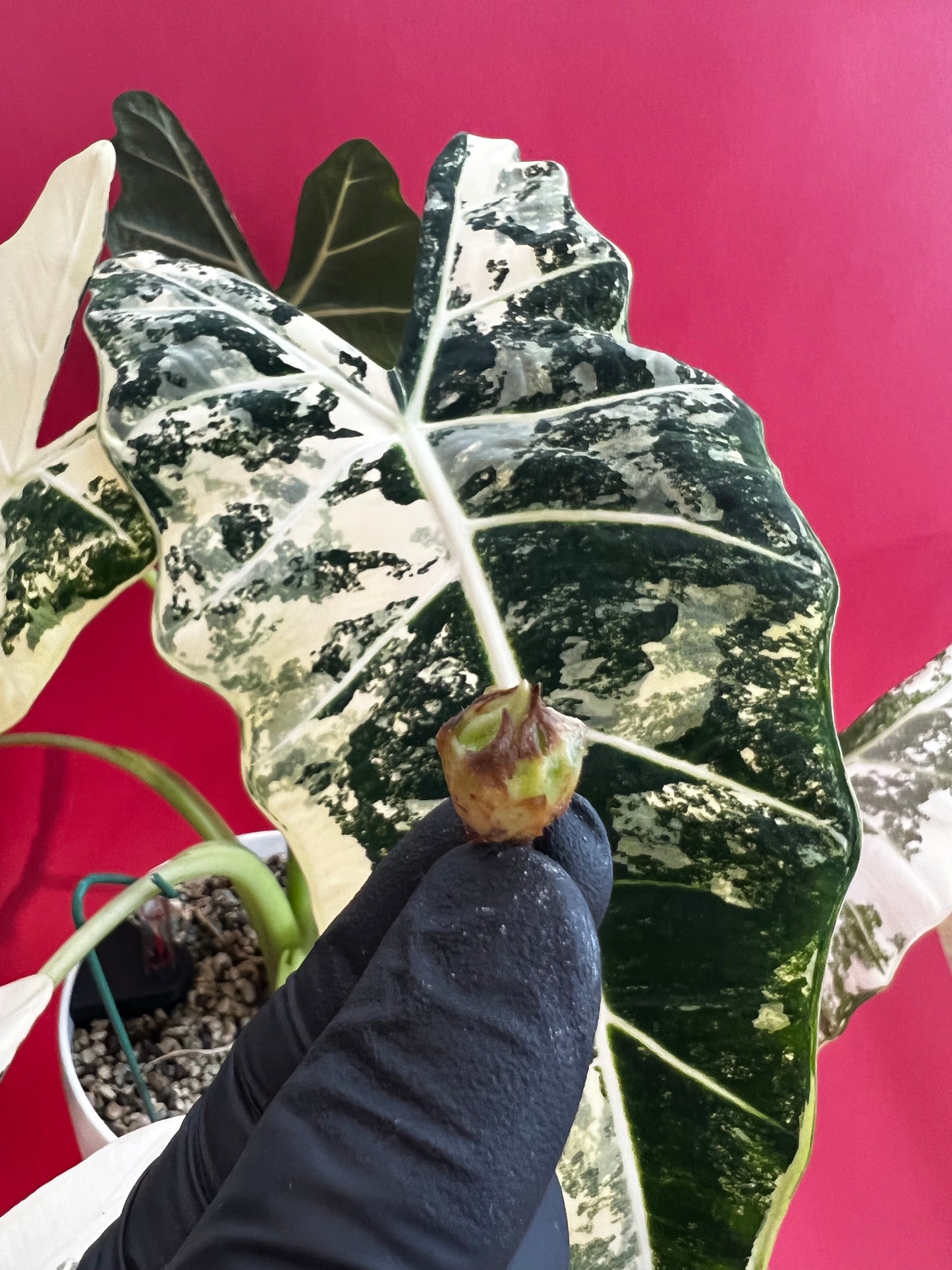 Alocasia Frydek Variegata (Bulb) - LUplnts